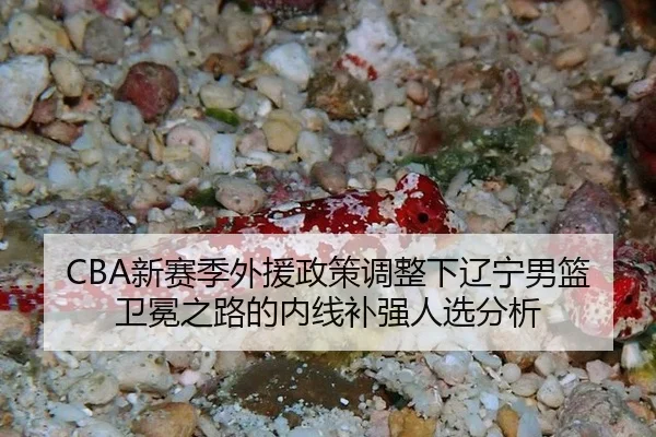 CBA新赛季外援政策调整下辽宁男篮卫冕之路的内线补强人选分析
